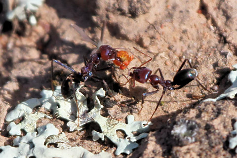 Meat Ant (Iridomyrmex purpureus) (Iridomyrmex purpureus)